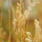 CAHE 2015. Participación de Biovet S.A.