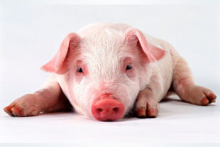 Study of the use of cimenol ring and pronutrients to improve the productive parameters in pigs