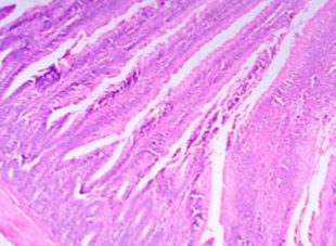 Study of the efficacy of pronutrients to prevent coccidiosis without replacing chemical coccidiostats