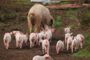 Эффективность силикоглицидола в качестве микотоксина (зеараленона) у размножающихся свиноматок