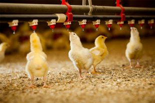 Study of the efficacy of intestinal optimizer pronutrients to control the coccidiosis in broilers