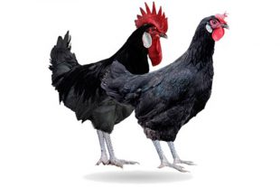 Efficacy of A. Zycox vs coccidiosis compared to chemical coccidiostats and to the vaccine