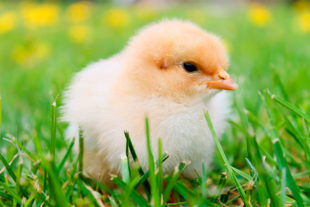 Biovet presenta sus aditivos naturales en Hungría