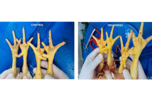 Efecto del uso combinado de Alquermold Natural y Alquernat Nebsui en broilers