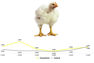 Mejora de los parámetros productivos en broilers con Alquernat Zycox y Alquernat Nebsui