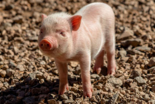 Action of Alquernat Zycox, intestinal optimizer pronutrients, in piglets