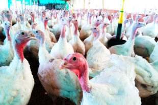 Empleo de Alquernat Coneb, acondicionadores y optimizadores intestinales, en pavos