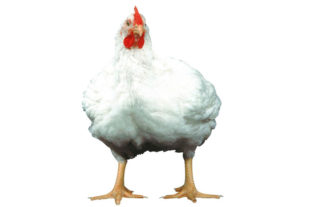 Use of Alquernat Nebsui, intestinal conditioner pronutrients, in broilers