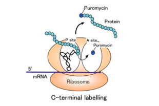 Effect of immunostimulant pronutrients in macrophages
