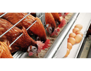 Uso de Alquernat Yucca, extracto de yucca y anillo cimenol, en la dieta de gallinas ponedoras