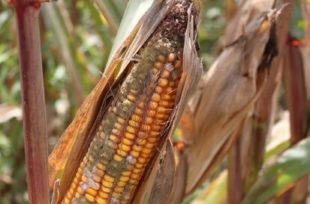 Biovet S.A patenta la invención de un procedimiento en analítica de micotoxinas