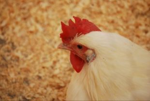 Conference at IPPE 2019: Alquermold Natural for treatment and prevention of necrotic enteritis in broilers