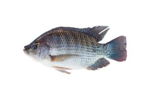 Respuesta a la incorporación de Alquernat Inmuplus en la dieta de alevines de tilapia nilótica