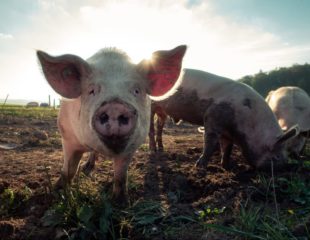 Cimenol ring to prevent the invasion of enterocytes by porcine epidemic diarrhoea virus (PEDV)