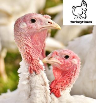 Biovet presentó en Reino Unido los pronutrientes para la mejora del sistema digestivo en pavos