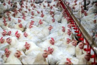 Biovet S.A. visit some of the largest poultry producers in South Africa