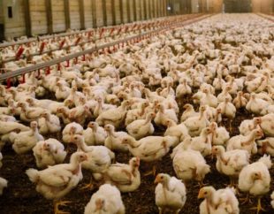 Efecto de Alquernat Inmuplus en broilers tras la vacunación contra el virus de Newcastle (NDV)