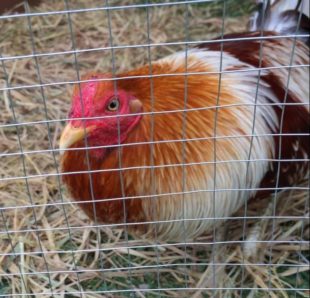 Study of the efficacy of Alquernat Livol in broilers fed with aflatoxin-contaminated feed