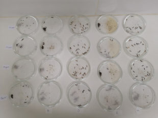 Alquerfeed Jacium, new repellent tested in Perú