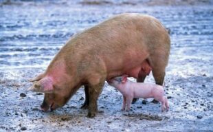 Mejora de los parámetros en el destete con Alquernat Nebsui