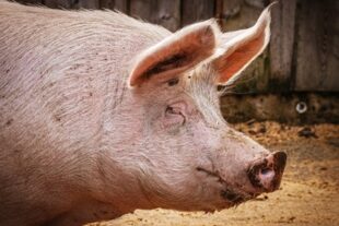 Alquernat Yucca improves animal welfare and productive performance in pigs