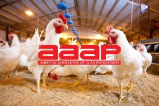 Conferencia de Alquermold Natural para la prevención de la enteritis necrótica en el AAAP