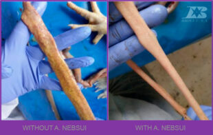 Biovet S.A., líder en la mejora de la integridad intestinal