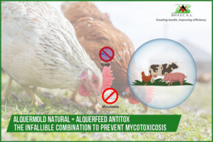 Alquermold Natural and Alquerfeed Antitox: technlogical innovation to prevent mycotoxicosis