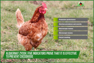 Alquernat Zycox: five indicators prove that it is effective to prevent coccidiosis