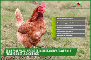 Alquernat Zycox: cinco indicadores demuestran su eficacia para la prevención de la coccidiosis