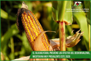 El Silicoglycidol previene los efectos del deoxinivalenol, micotoxina muy prevalente este 2020