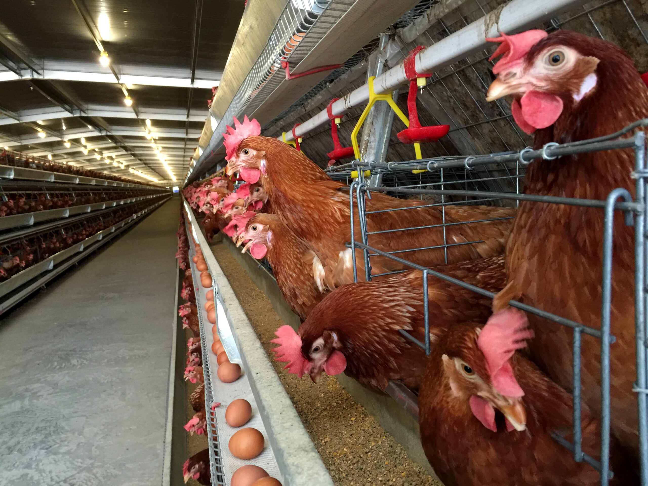 Biovet S.A. aditivos naturales para la alimentación animal