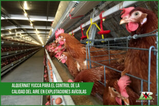 Alquernat Yucca para el control de la calidad del aire en explotaciones avícolas