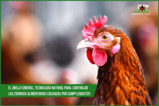 El anillo cimenol, tecnlogía natural para controlar las zoonosis alimentarias causadas por Campylobacter