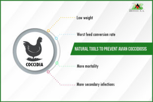 Natural tools to prevent avian coccidiosis
