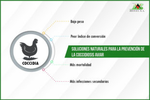 Soluciones naturales para la prevención de la coccidiosis aviar