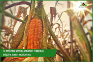 Silicoglycidol meets all conditions to be highly effective against mycotoxicosis