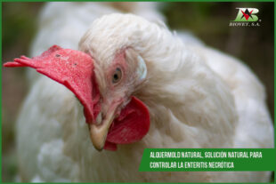 Alquermold Natural, solución natural para controlar la enteritis necrótica