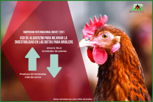 Uso de Alquerzim para mejorar la digestibilidad en las dietas para broilers