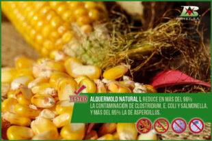 Alquermold Natural L consigue reducir en más del 96% la contaminación de Clostridium, E. coli y Salmonella