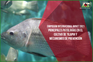 Principales patologías en el cultivo de tilapia y mecanismos de prevención