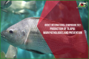 Production of tilapia: main pathologies and prevention