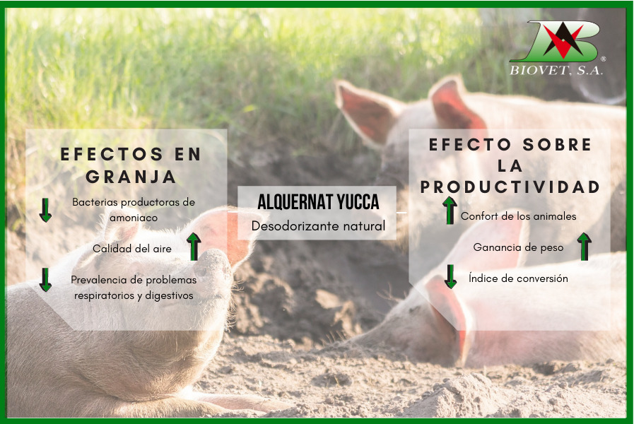 Reducción del amoniaco en granjas