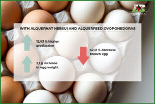 Pronutrients improve eggshell weight and quality