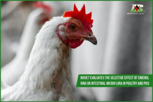 Biovet evaluates the selective effect of cimenol ring on intestinal microflora