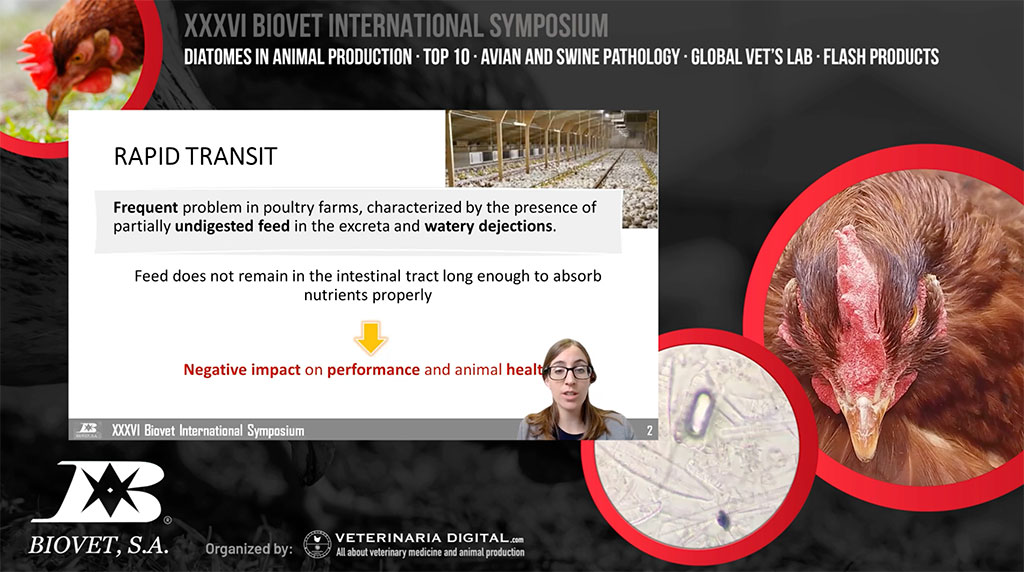 Alquerfeed Diatom and Global Vet's Lab