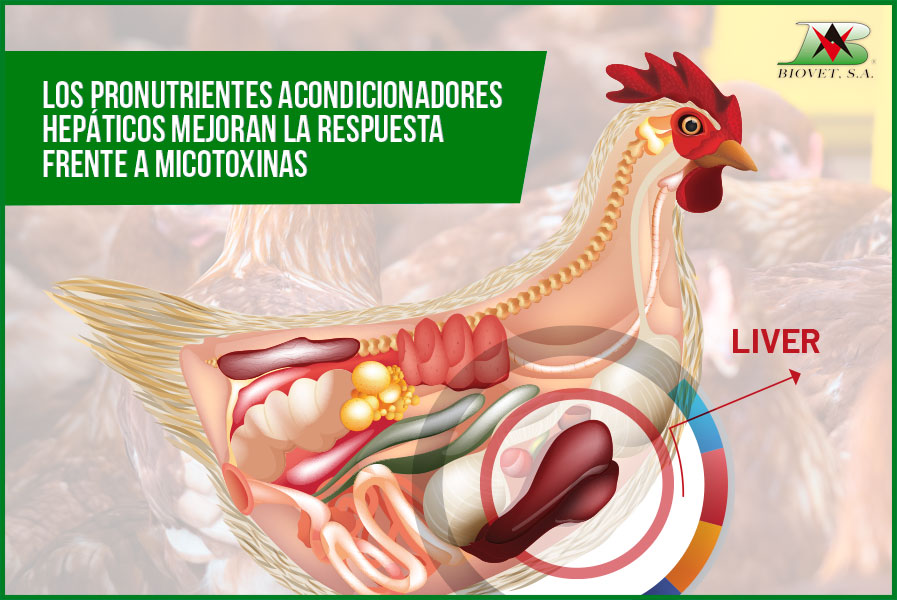 acondicionadores hepáticos mejoran la respuesta frente a micotoxinas