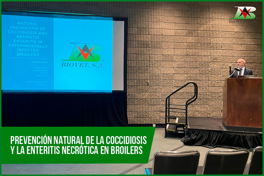 Prevención natural de la coccidiosis y la enteritis necrótica en broilers