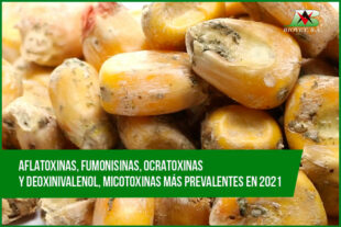 Aflatoxinas, fumonisinas, ocratoxinas y deoxinivalenol, micotoxinas más prevalentes en 2021