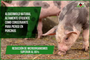Alquermold Natural altamente eficiente como conservante para pienso en porcinos